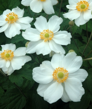 Anemone hybr. 'Honorine Jobert'