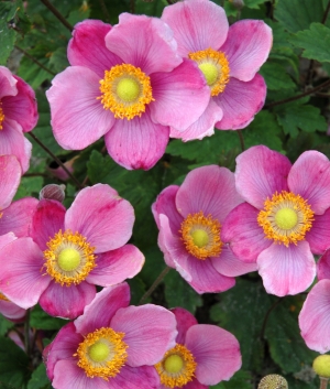 Anemone hupehensis 'Praecox'