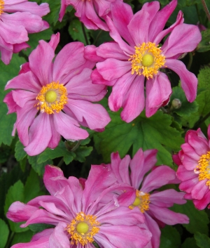 Anemone hupehensis 'Prinz Heinrich'