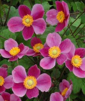 Anemone hupehensis 'Splendens'