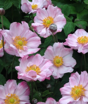 Anemone hybr. 'Königin Charlotte'