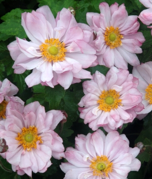 Anemone hybr. 'Monte Rose'