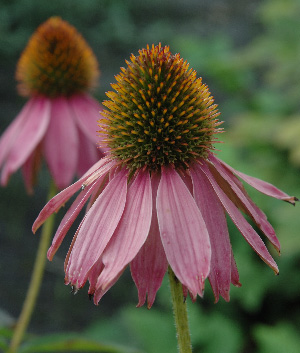 Echinacea purpurea 'Kim's Knee High ®