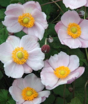 Anemone hybr. 'Richard Ahrends'