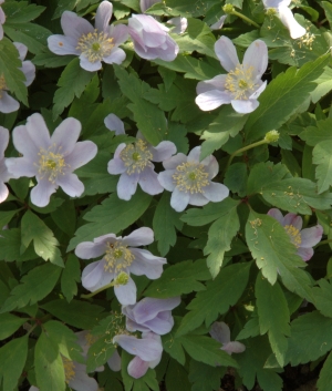 Anemone robinsonianum