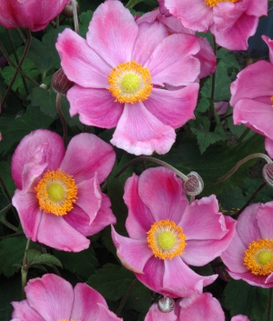 Anemone hybr. 'Rosenschale'