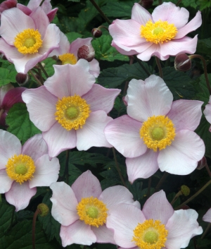 Anemone hupehensis 'September Charm'