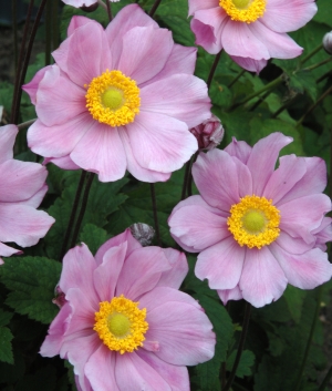 Anemone hybr. 'Serenade'