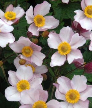 Anemone tom. 'Albadura'