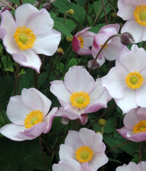 Anemone tom. 'Robustissima'