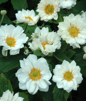 Anemone hybr. 'Whirlwind'