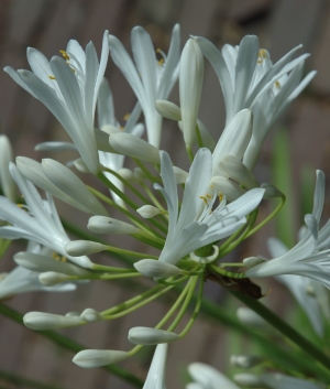 Agapanthus umb. 'Albus'