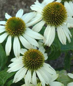 Echinacea purpurea 'Kim's Mop Head' ®