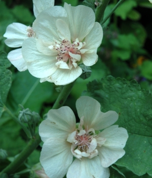 Alcea 'Park Allee'