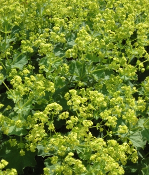 Alchemilla mollis