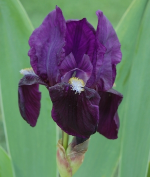 Iris germanica Black Knight