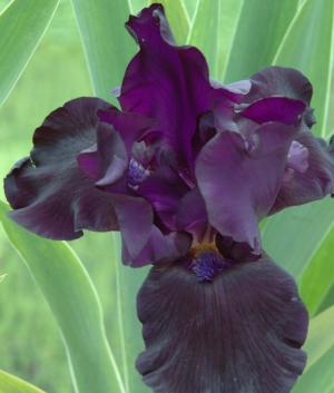 Iris germanica Black Dragon