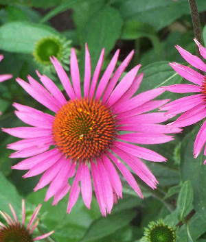 Echinacea purpurea 'Pica Bella'