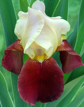 Iris germanica Broadway Star