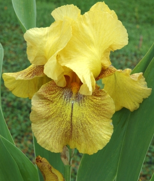 Iris germanica Dessert Echo