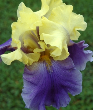 Iris germanica Edith Wolford