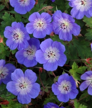 Geranium Jolley Bee ®