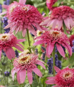 Echinacea purpurea 'Pink Double Delight' ®