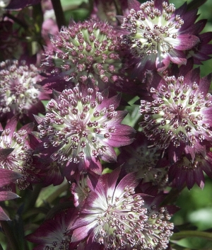 Astrantia maj. 'Star of Beauty' ®