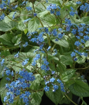 Brunnera macr. Jack Frost ®