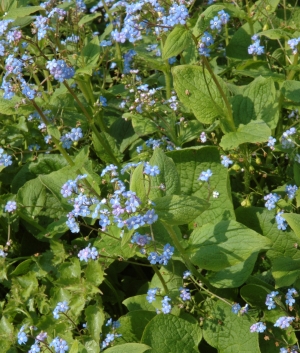 Brunnera macrophylla