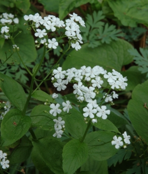 Brunnera macr. Betty Bowring