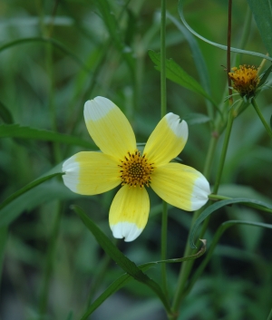 Bidens het. Hannay's Lemon Drop