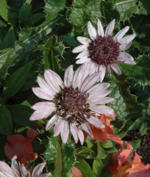 Berkheya purpurea Silver Spike