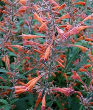 Agastache hybr. 'Firebird'