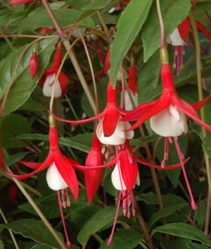 Fuchsia hybr. Madame Cornelissen