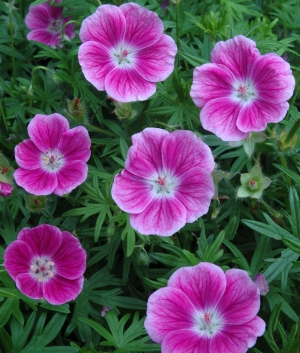 Geranium sanguineum 'Elke'