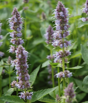 Agastache hybr. 'Blue Fortune'