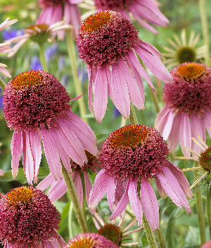 Echinacea purpurea 'Pink Shuttles'  ®