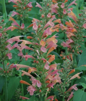 Agastache hybr. 'Kolibri'