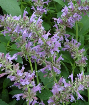 Agastache hybr. 'Serpentine'