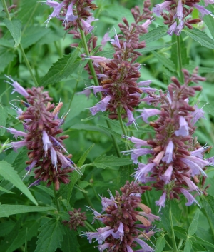 Agastache hybr. 'Linda'