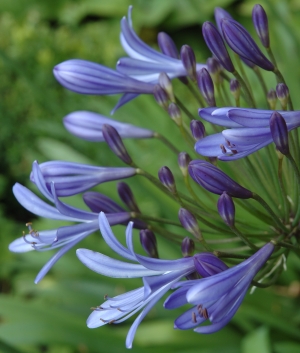 Agapanthus 'Blue Triumphator'