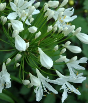 Agapanthus 'Polar Ice'