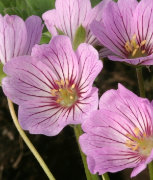 Geranium cin. 'Alice' ®