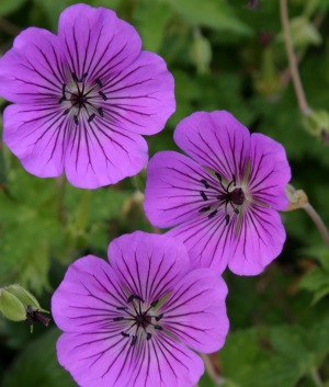 Geranium 'Pink Penny' ®