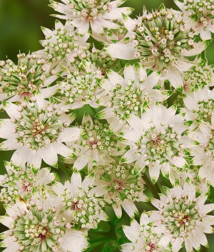 Astrantia maj. 'Star of Billion' ®