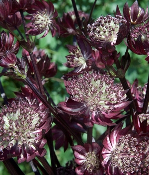 Astrantia maj. 'Star of Fire' ®