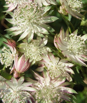 Astrantia maj. 'Star of Royals' ®