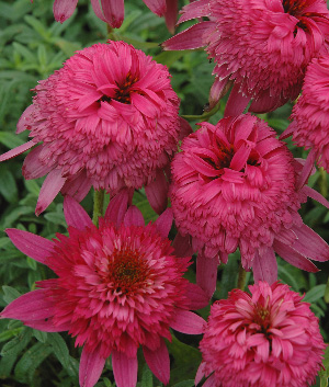 Echinacea purpurea 'Razzmatazz'  ®