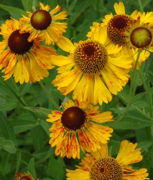 Helenium 'Fatamorgana'